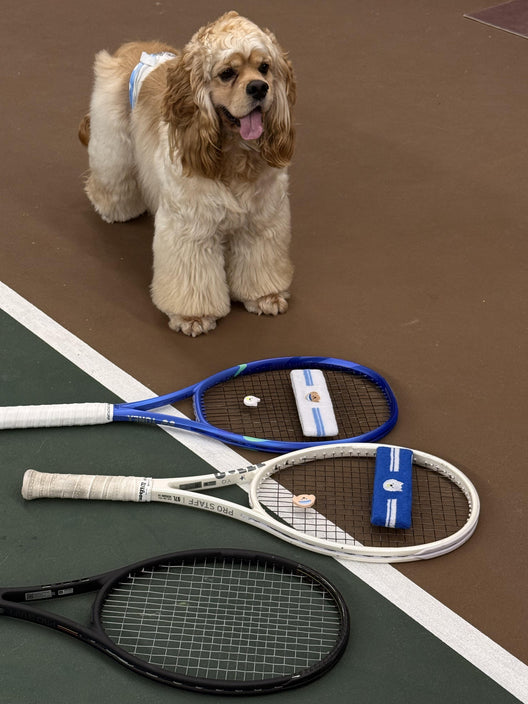 A pup waiting beside three rackets on an indoor hard court, two of them fitted with Pupcourt headbands and dampeners in the golden retriever and the cavoodle