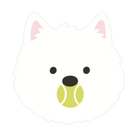The Pupcourt cavoodle, white with pink ears, carrying a tennis ball