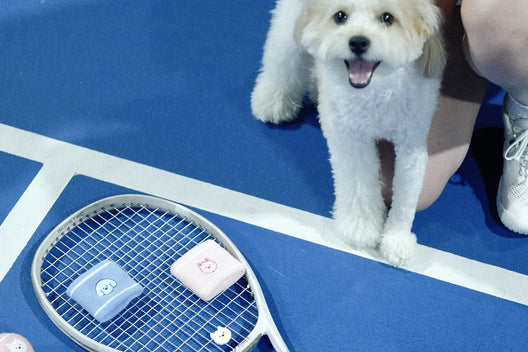 A pup on a blue hard court beside a racket fitted with two Pupcourt wristbands and a dampener